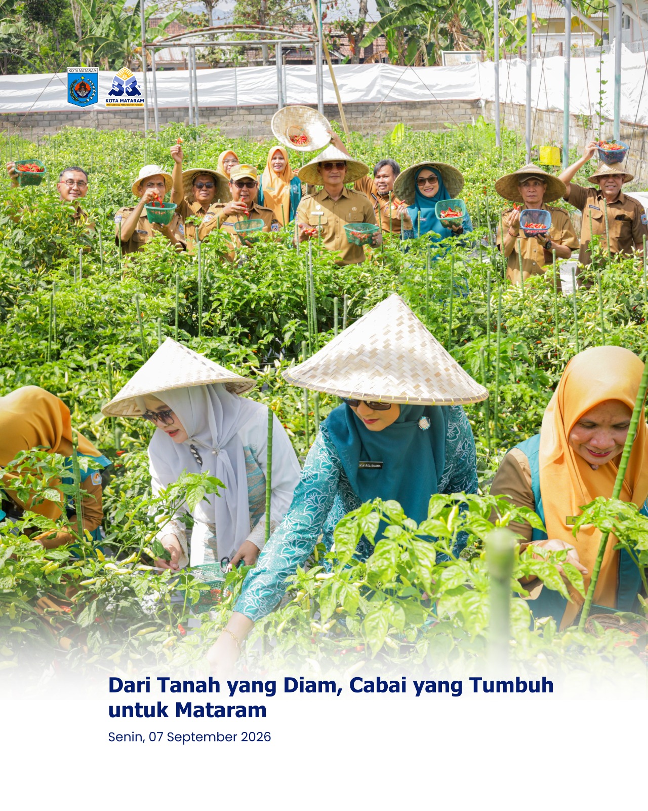 Dari Tanah yang Diam, Cabai yang Tumbuh untuk Mataram