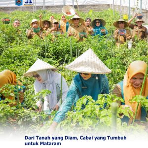 Dari Tanah yang Diam, Cabai yang Tumbuh untuk Mataram